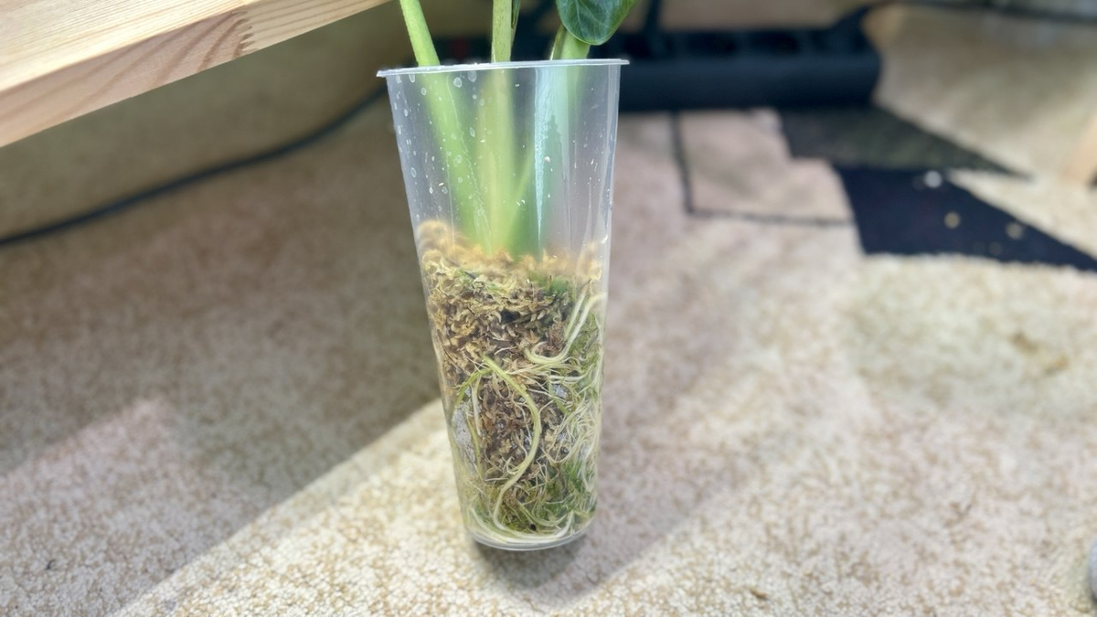 Как алоказия Венти нарастила корни после предыдущей пересадки.