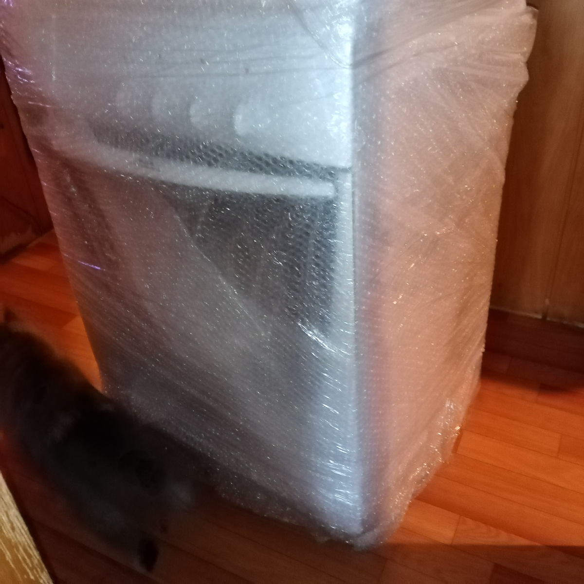 Циленька изучала новинку, но от моего внимания убежала. 