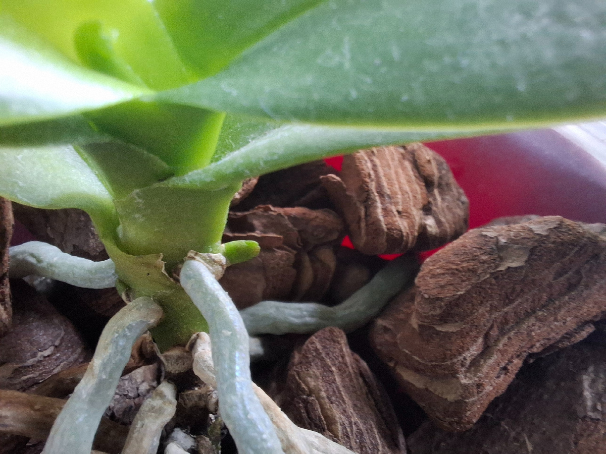 Видно вам новый листок и стрелку цветочную?