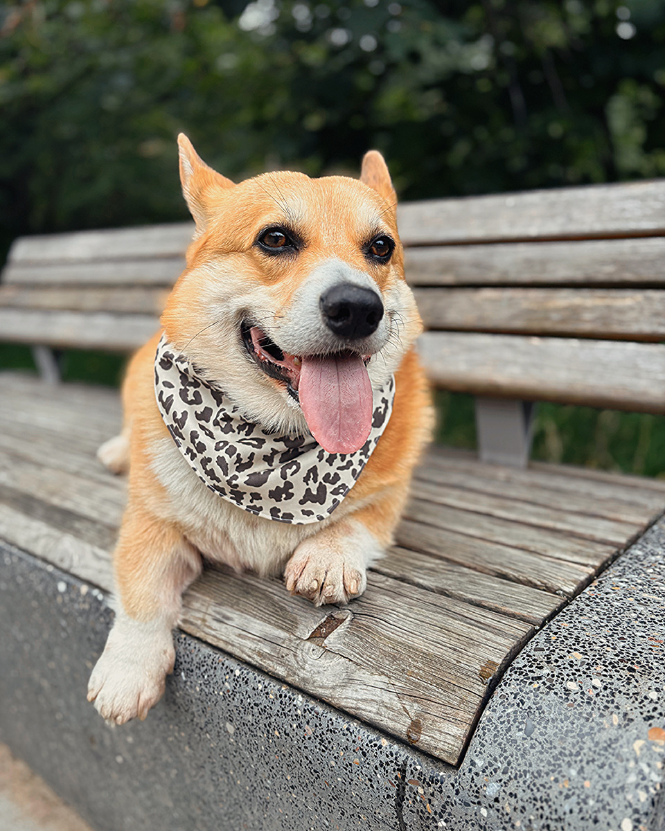 Корги Бильбо в леопардовой бандане
