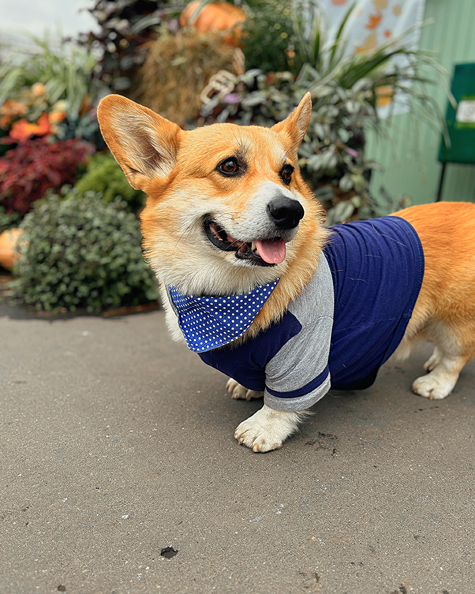 Синяя в белый горошек бандана для корги на корги Бильбо