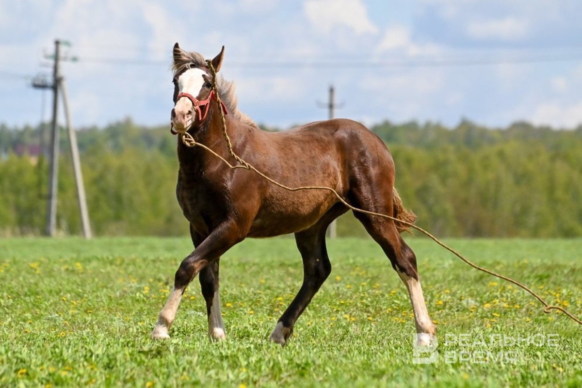   Максим Платонов / realnoevremya.ru