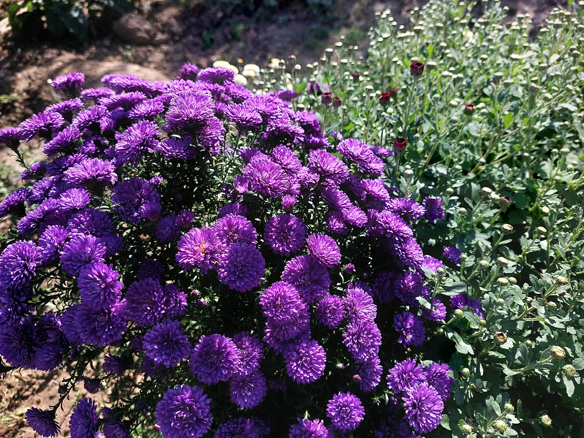 Сентябринка "Генри Блю "