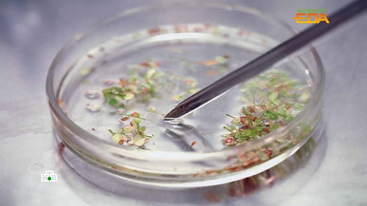    Опасна ли    ГМО-соя    для человека. Разоблачение мифа