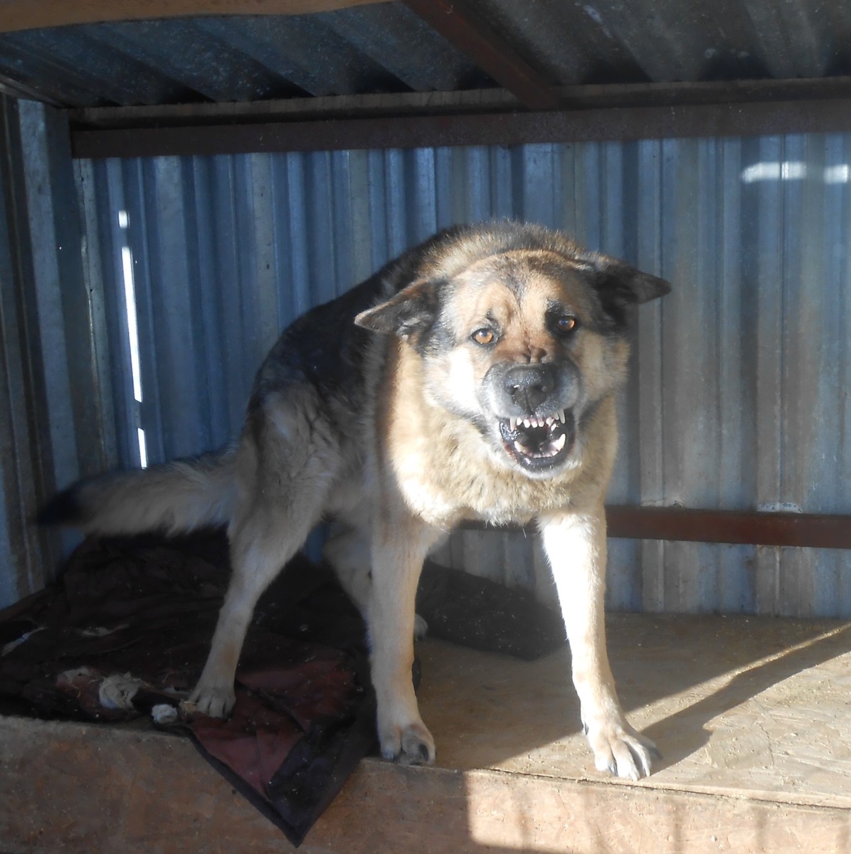    Отлов бездомных собак в Петрозаводске в феврале 2019. Фото: мэрия Петрозаводска