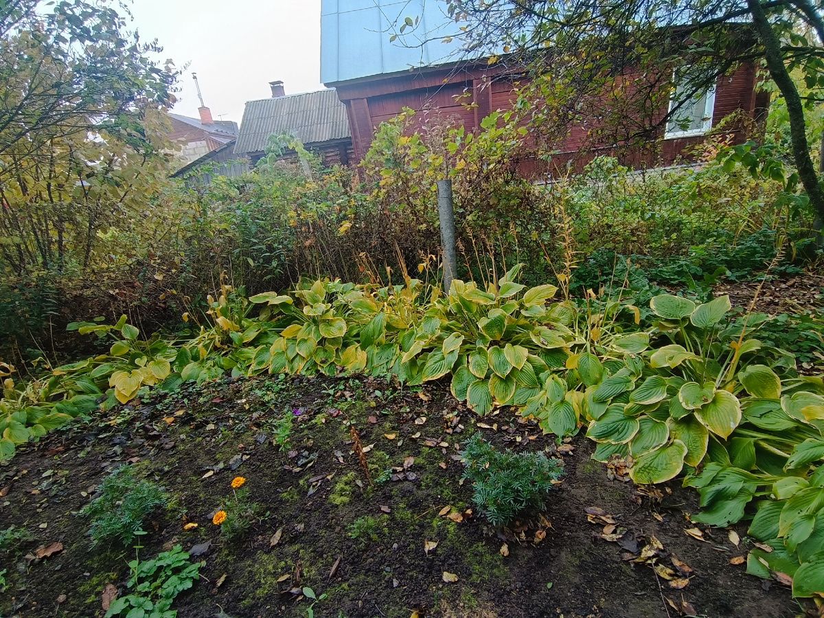 Хосты уже как мокрые тряпки. А обрезать некогда.