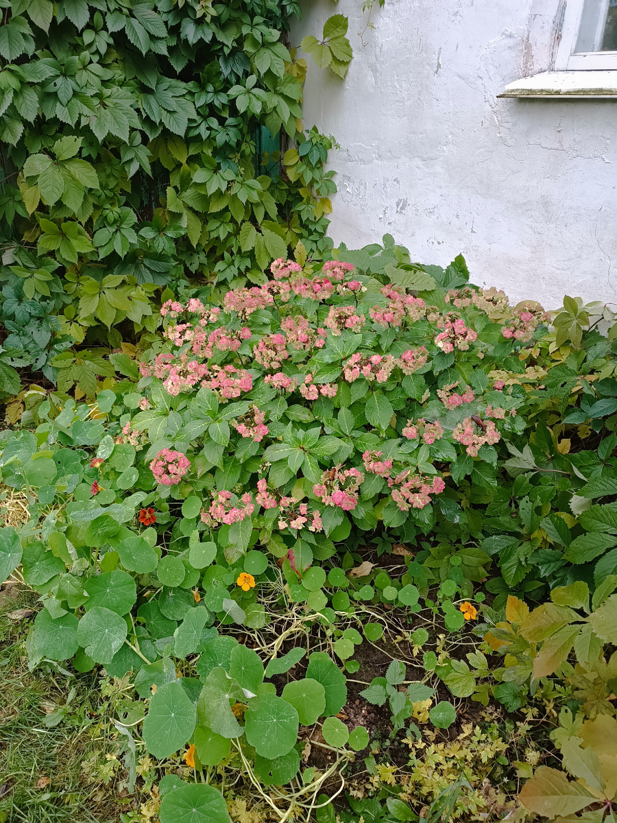 Настурции тоже ещё ничего