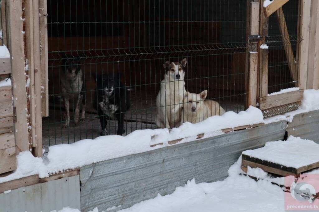    Фото: "Прецедент"