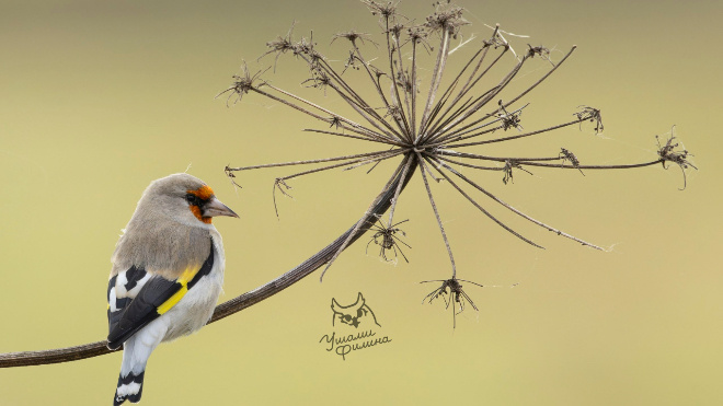 Фото: Ушами филина/telegram