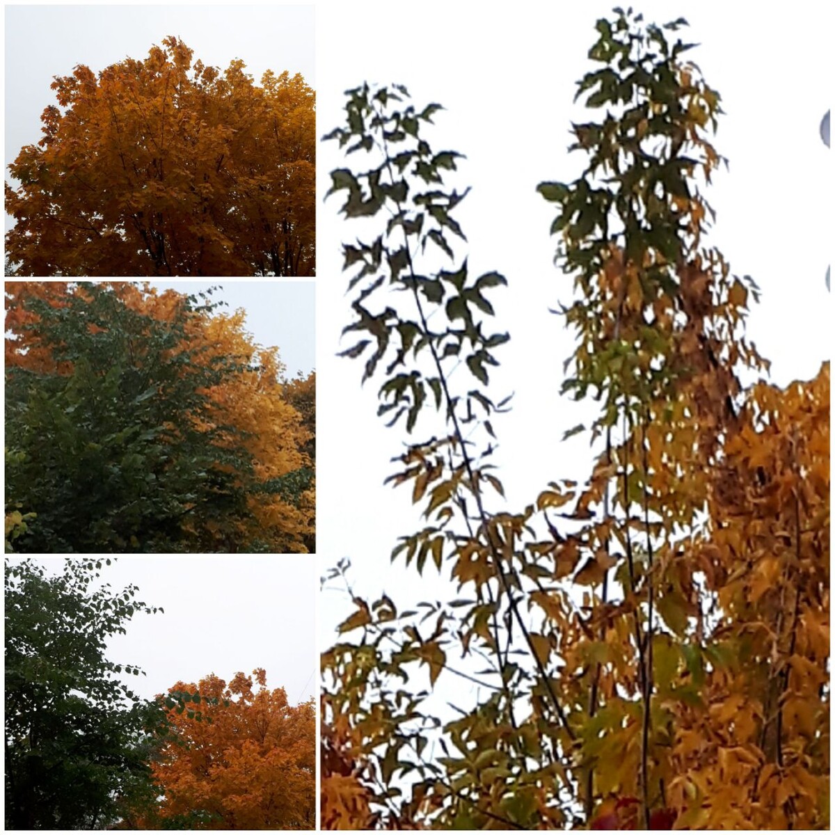 Коллаж автора статьи 08.10.2025г.