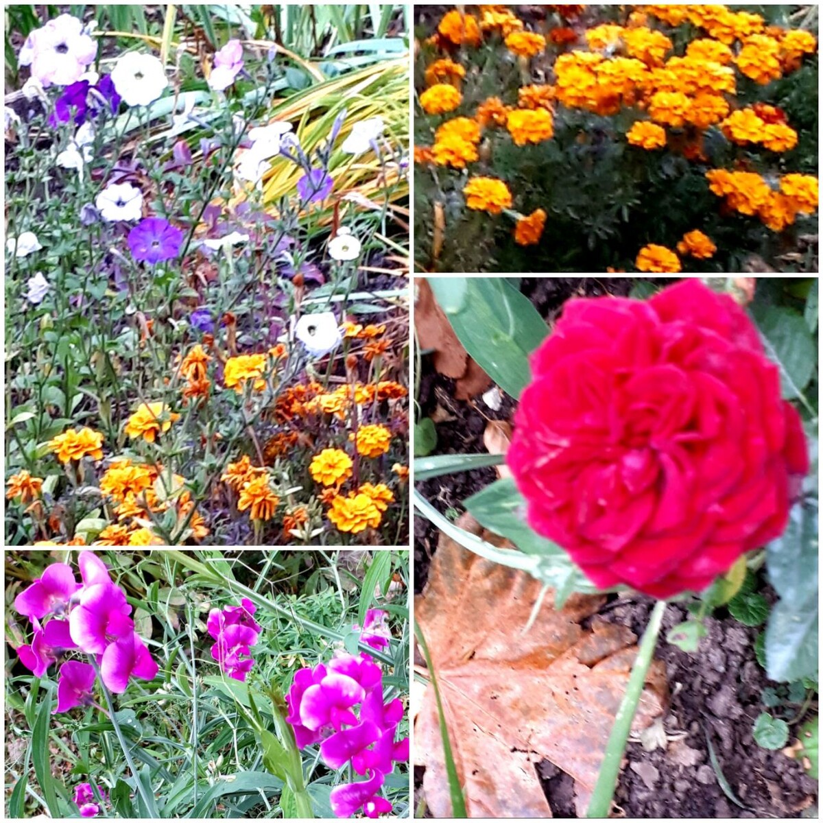 Коллаж автора статьи 08.10.2025г.