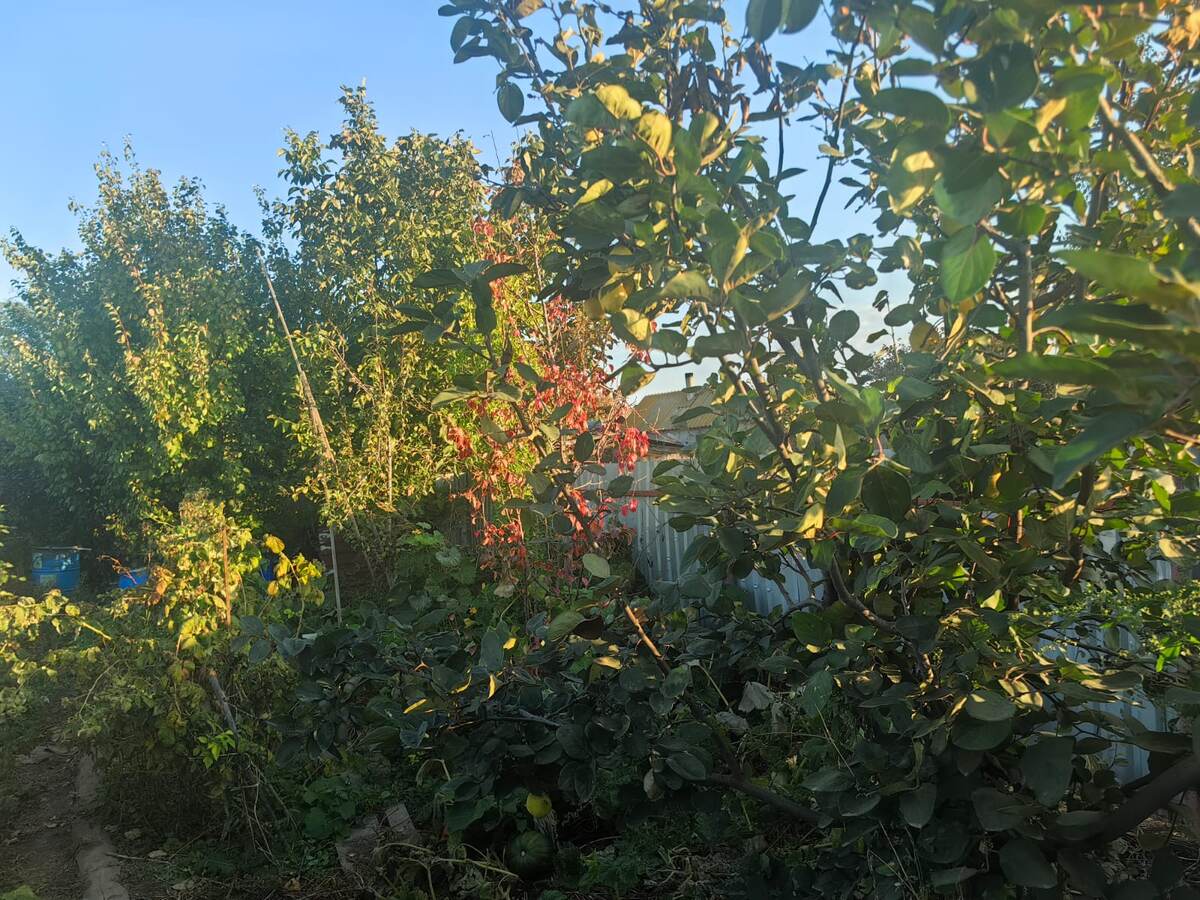 Октябрь в моем саду. Фото Натальи Мироновой