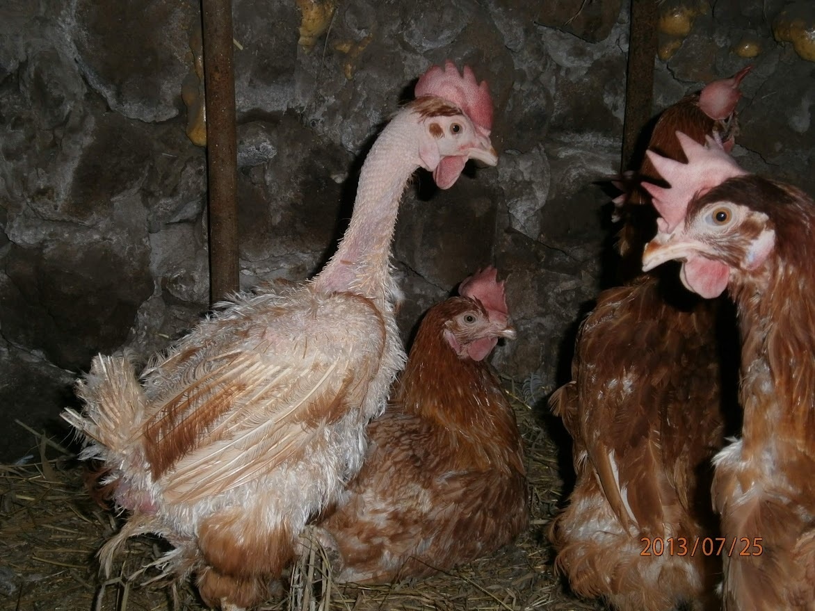 Хорошая иллюстрация — Новая курочка и старые