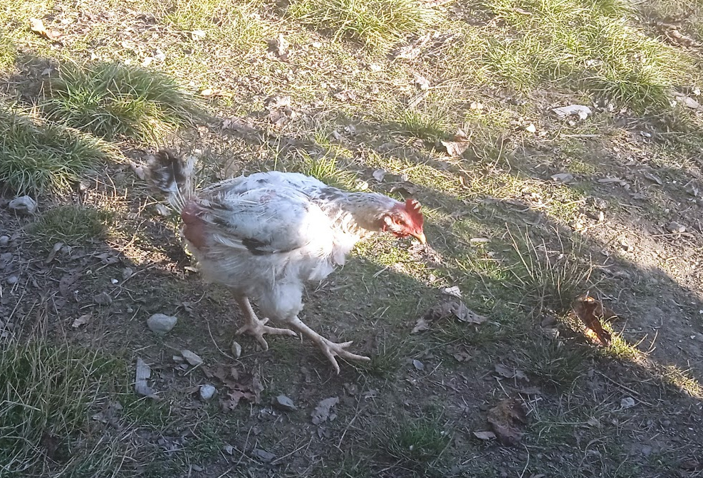 Выпадение перьев