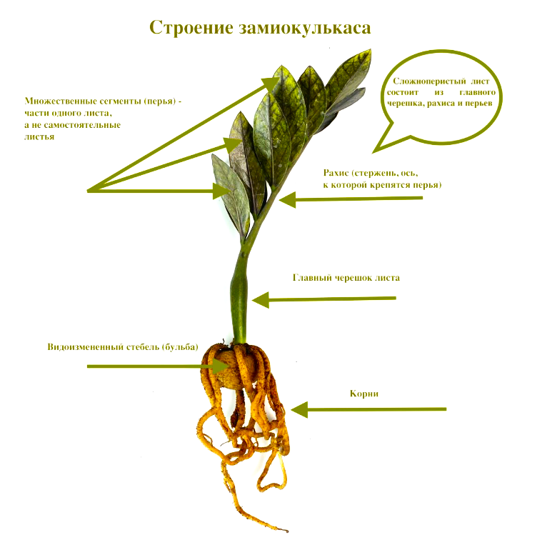 Для начала - знакомство со строением листа заммиокулькаса.