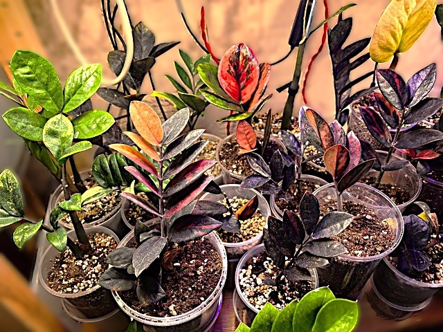 Замики бывают разные .... Из открытого доступа.