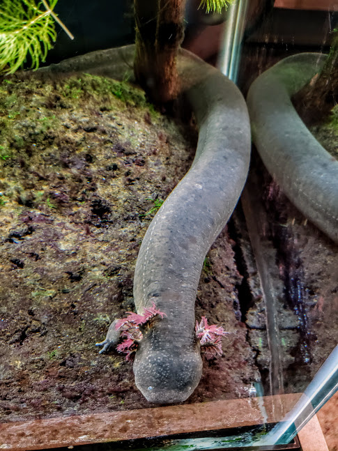 Не рыба и не ящерица: уникальный внешний вид большого сирена во всей красе.