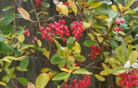     В Минусинске дачники собирают последний урожай ягод