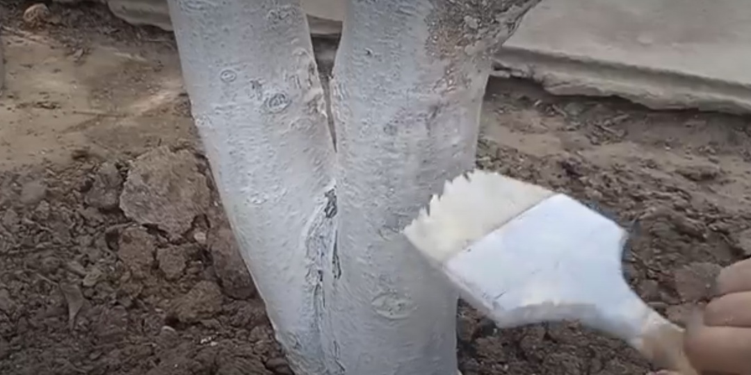 Осенняя побелка стволов и скелетных веток деревьев: сроки, нормы, состав