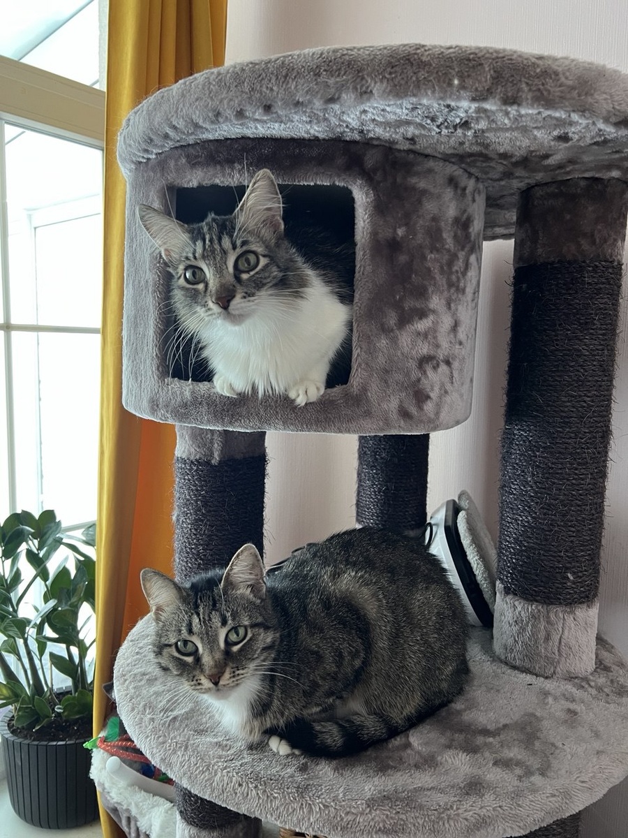 Мася и Тиша