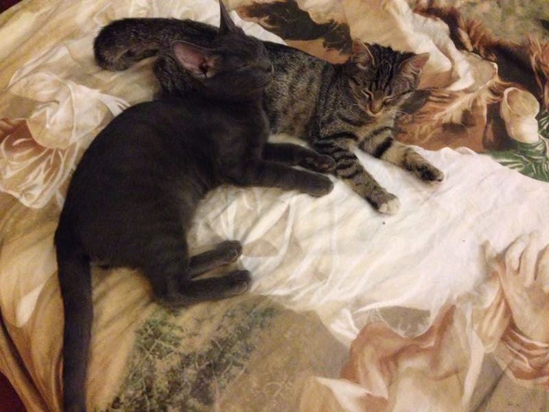 Аристократы