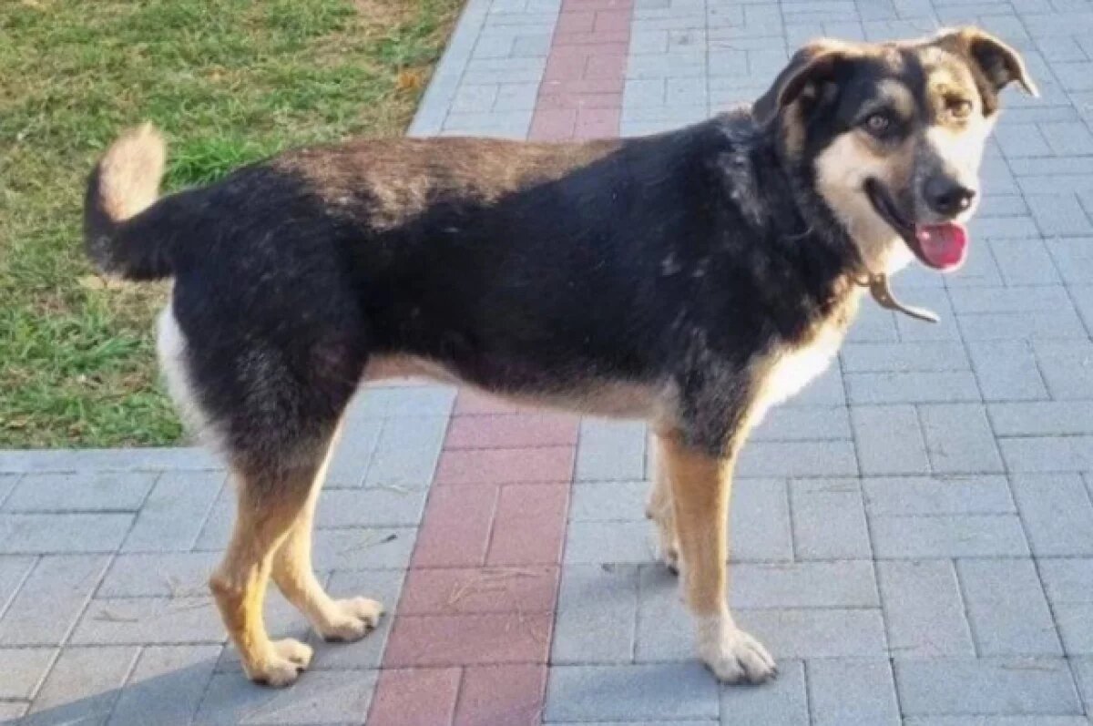    Во Владивостоке и Надежденском районе собаки пугают местных жителей