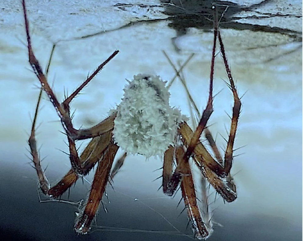 Фото из интернета 