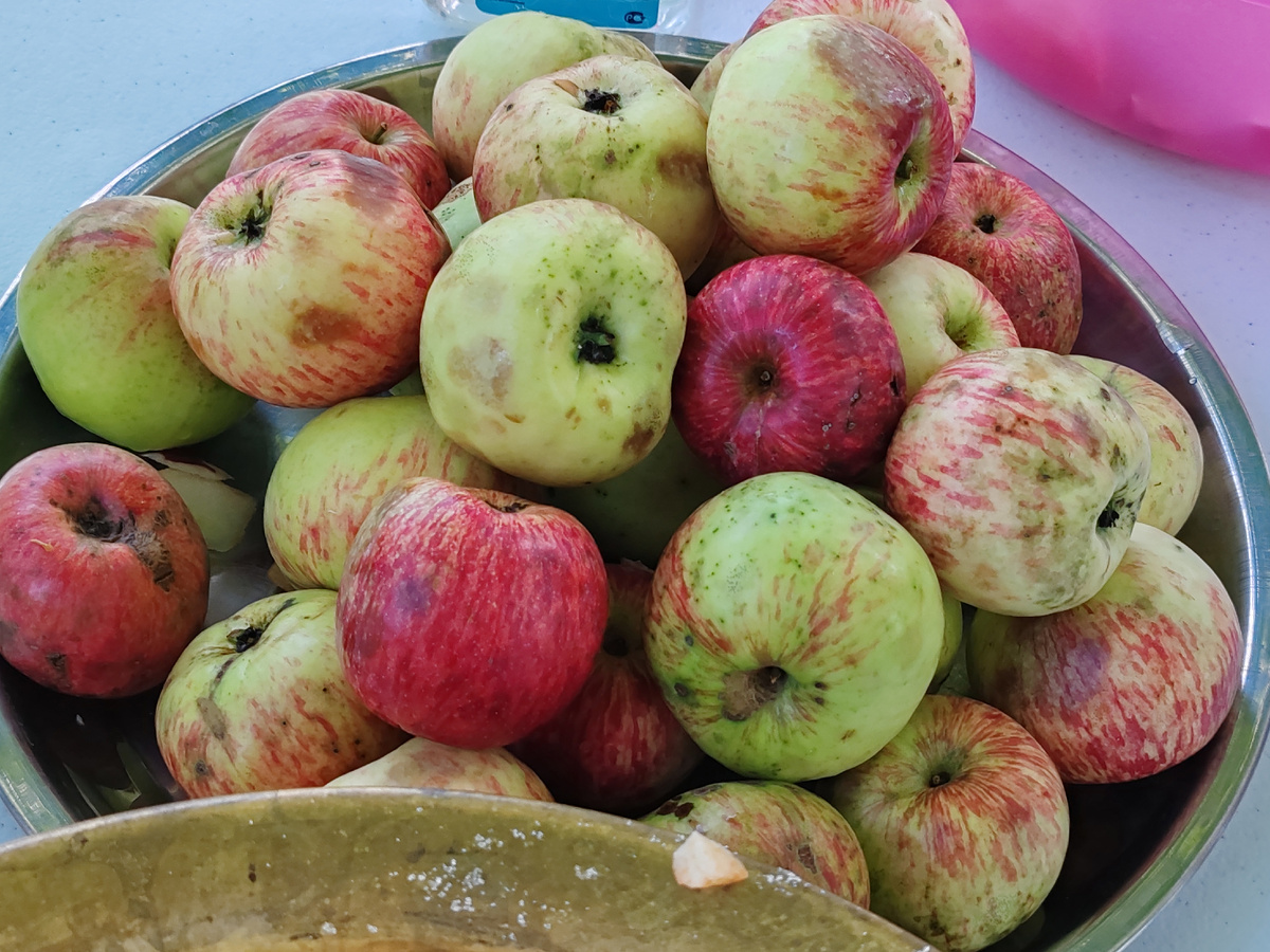 Яснополянские яблоки