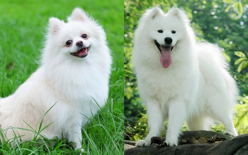 Померанский шпиц и самоед (фото: shutterstock, pinterest)