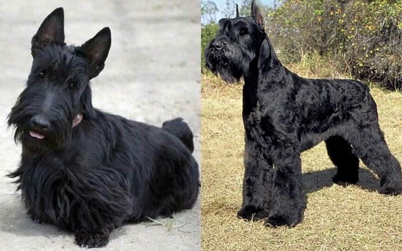 Скотч терьер и Ризеншнауцер (фото: pinterest.com)