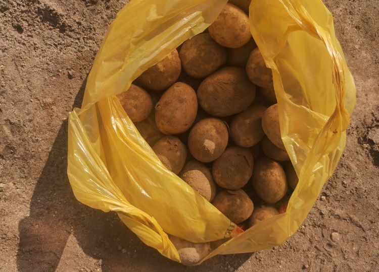 Как предотвратить прорастание картофеля во время хранения