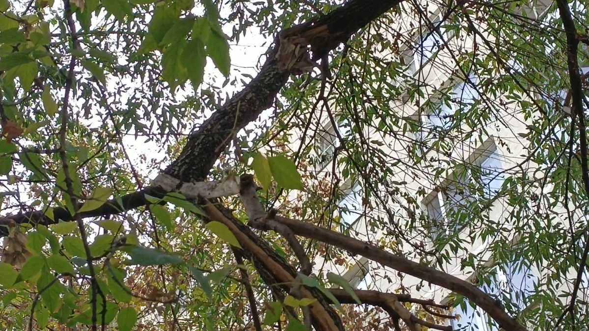 ГБУ «Жилищник Восточное Измайлово»