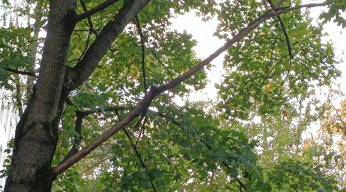 ГБУ «Жилищник Восточное Измайлово»