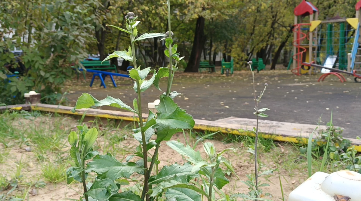 Жилищник Восточное Измайлово