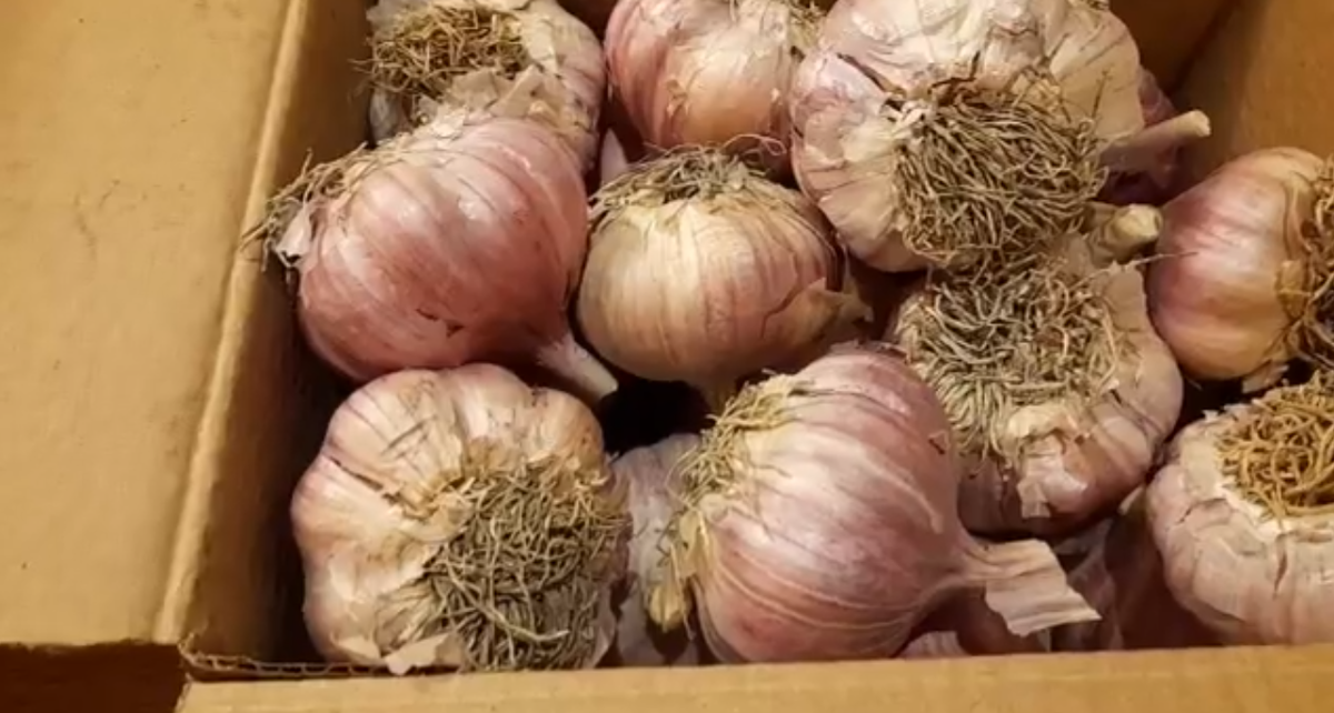 Как хранить чеснок зимой в коробке