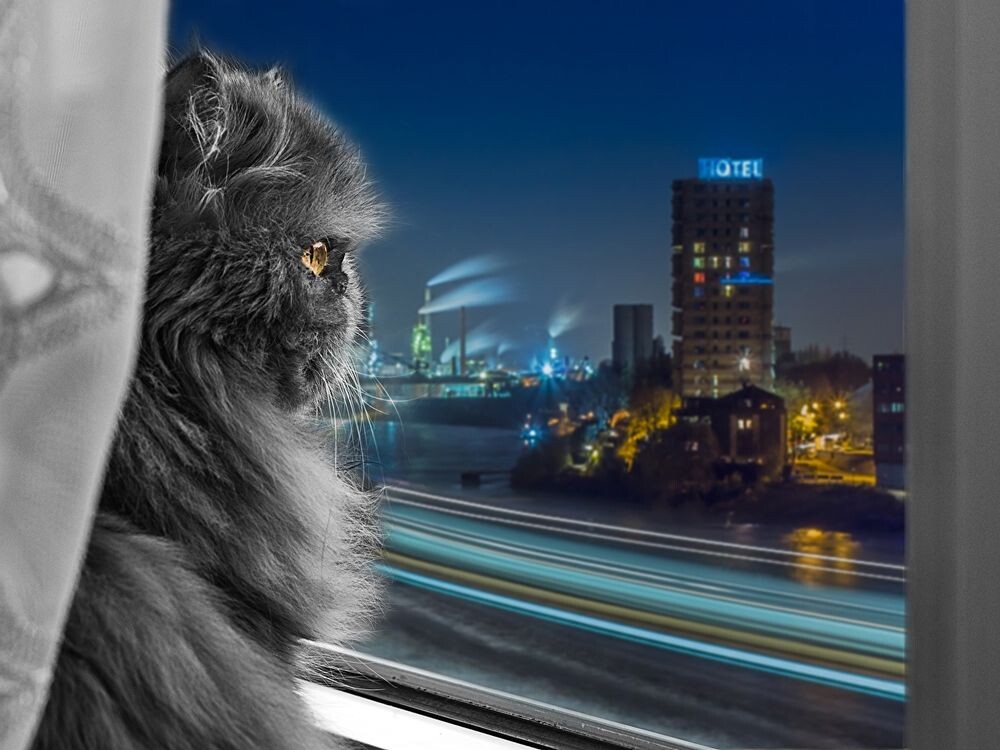 Ваш питомец тоже готов спасать мир! Осталось выбрать имя.