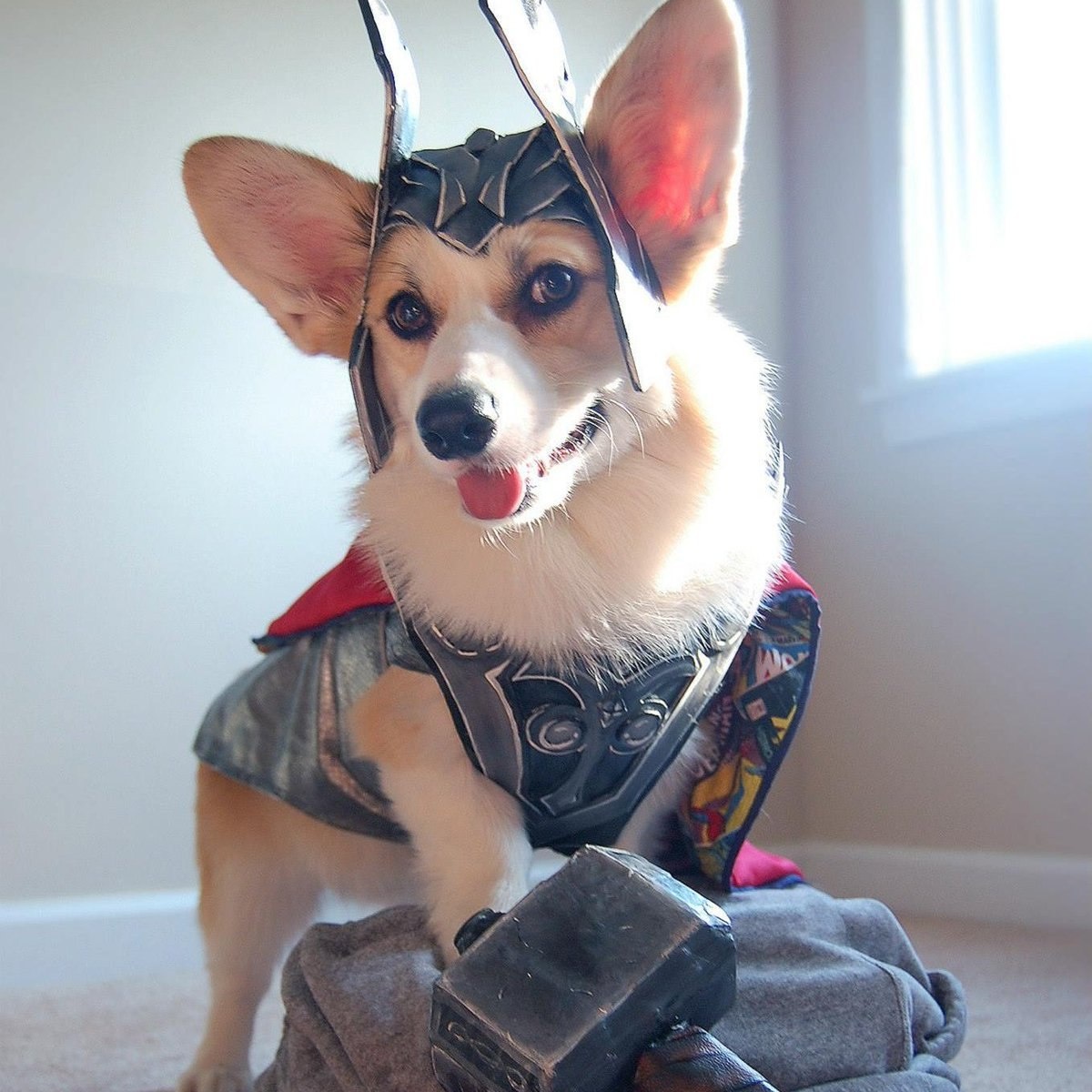 Знакомьтесь, Тор — защитник дивана и хранитель вкусняшек.