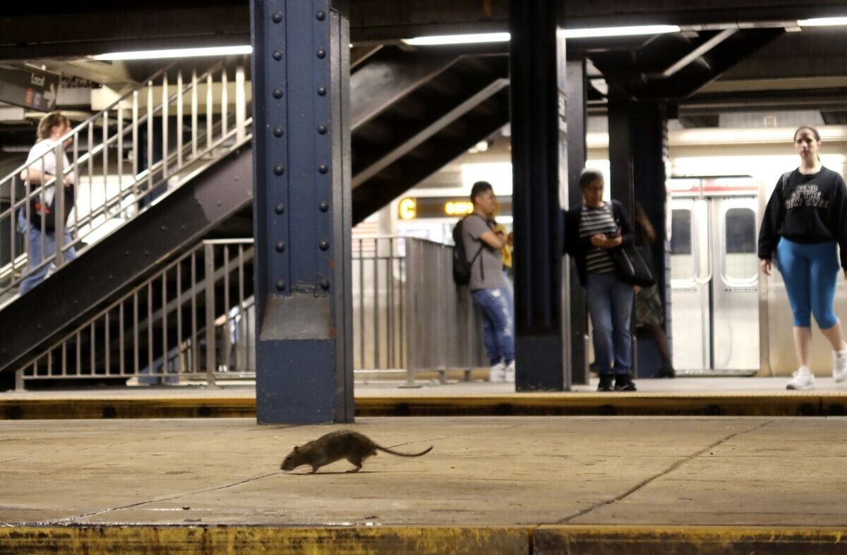 https://www.bloomberg.com/news/articles/2024-09-17/nyc-to-host-rat-summit-as-mayor-says-his-policies-curbed-pests