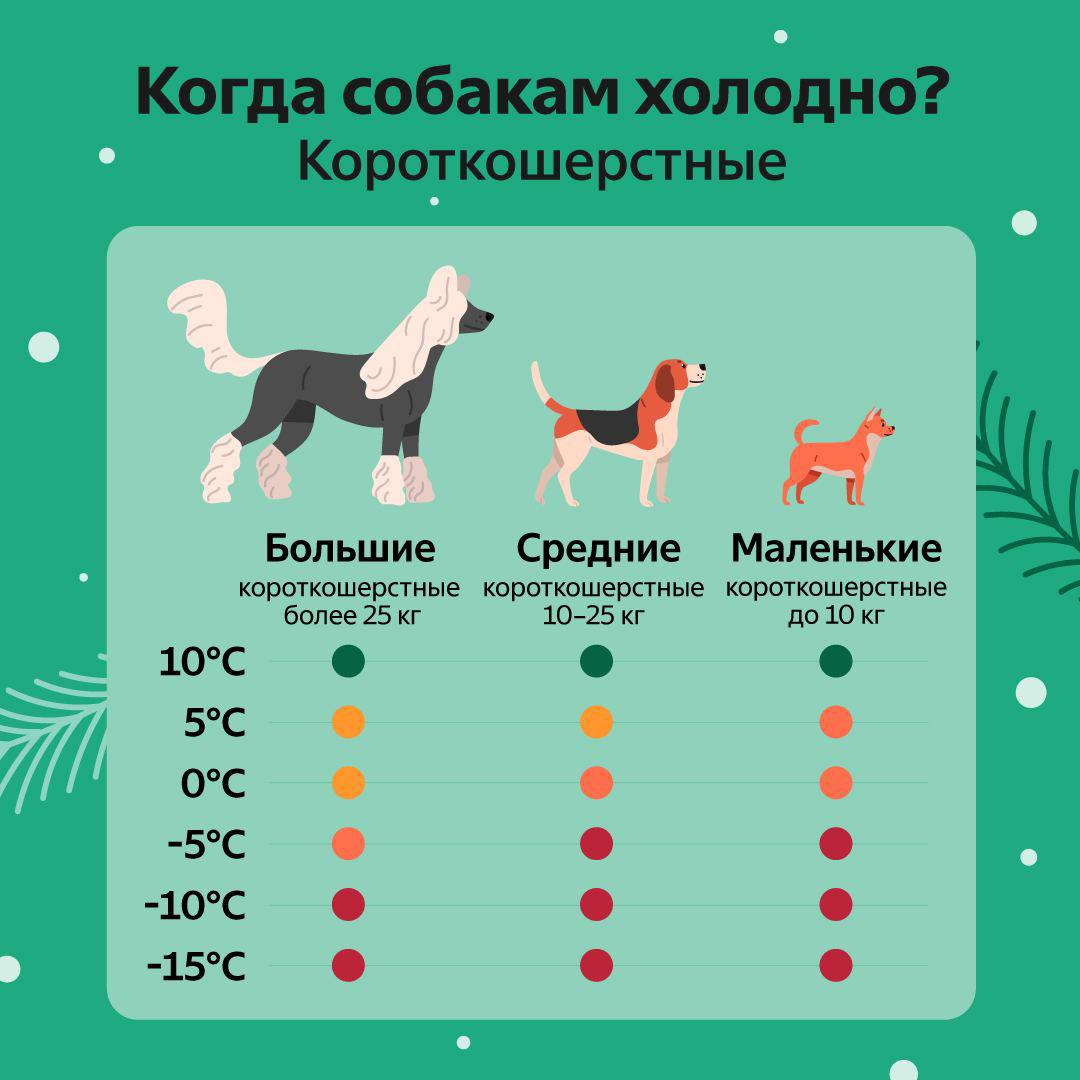 Примерная таблица для ориентира владельцев короткошерстных пород