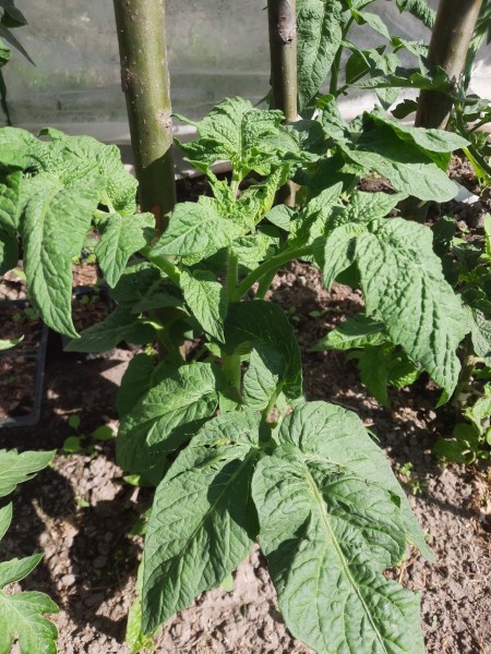 Штамбовый томат в июне