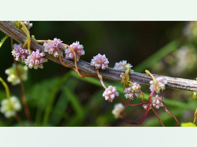 Паразита повилику обнаружили в Тверской области с помощью БПЛА