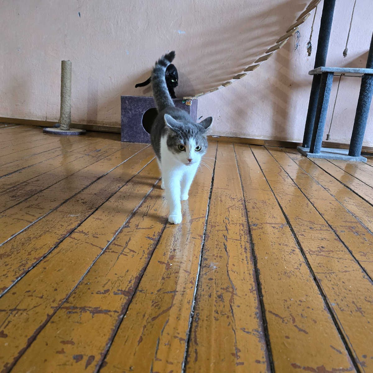 удивительная Василиса