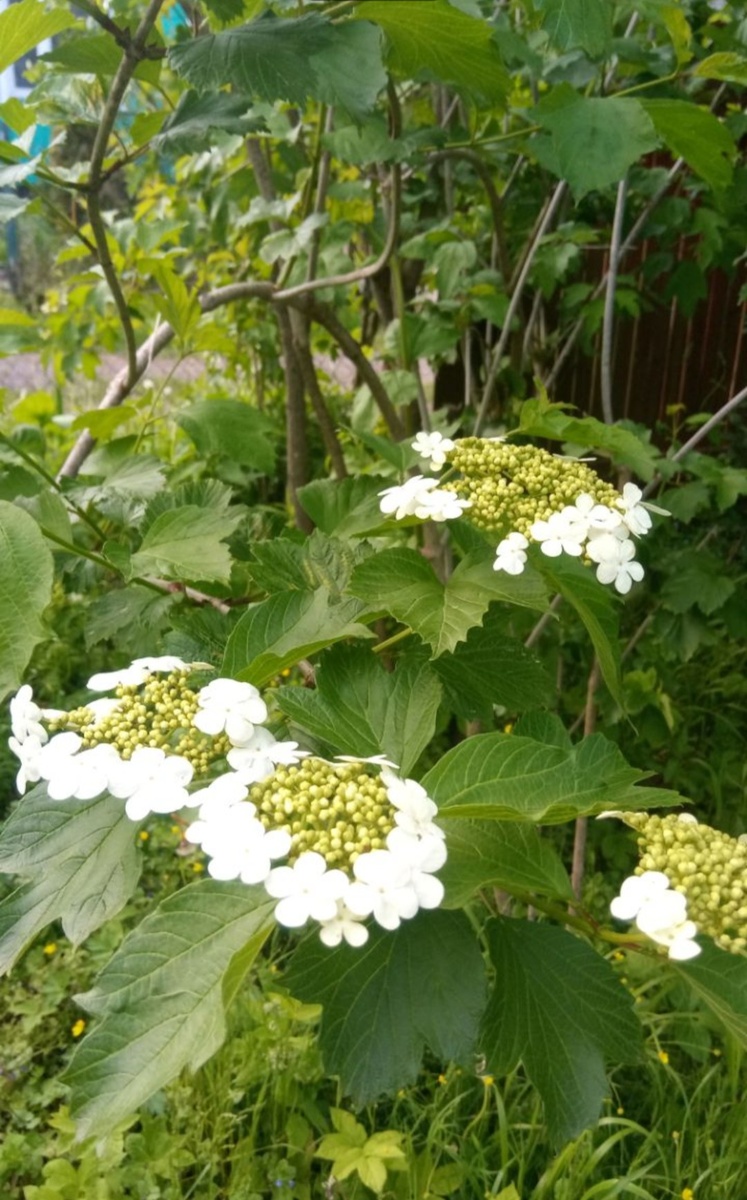 Цветы калины