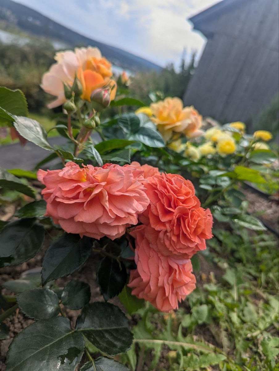 Оранжери, Хансенштадт Росток и Комтесс дю Барри - новиночки мои