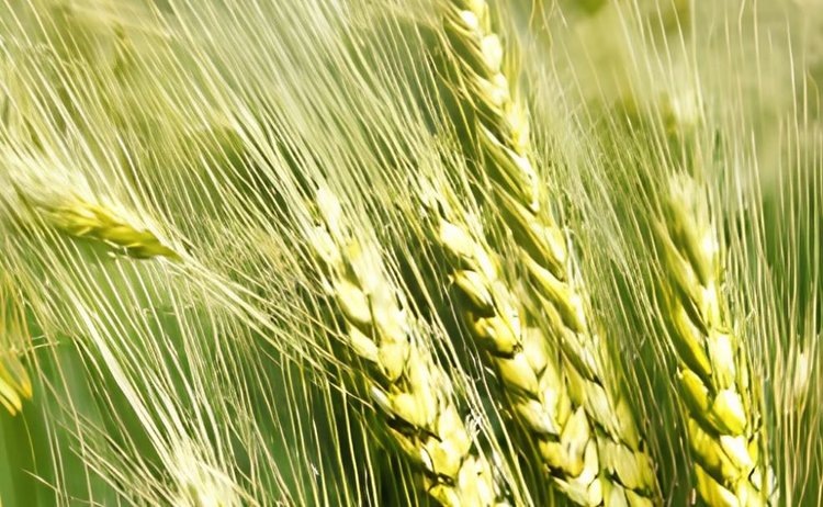    Фото: Медведева Анна, AgroXXI.ru