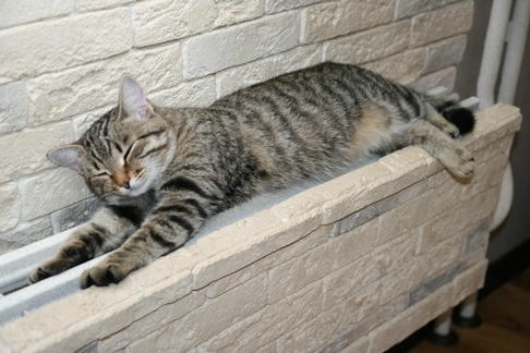    //Фото с сайта: cats.neopics.ru