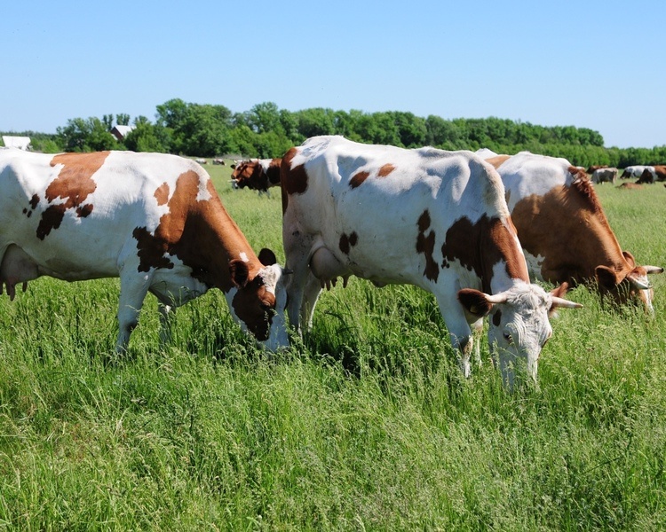    В Курской области корову продали без ветеринарных сопроводительных документов
