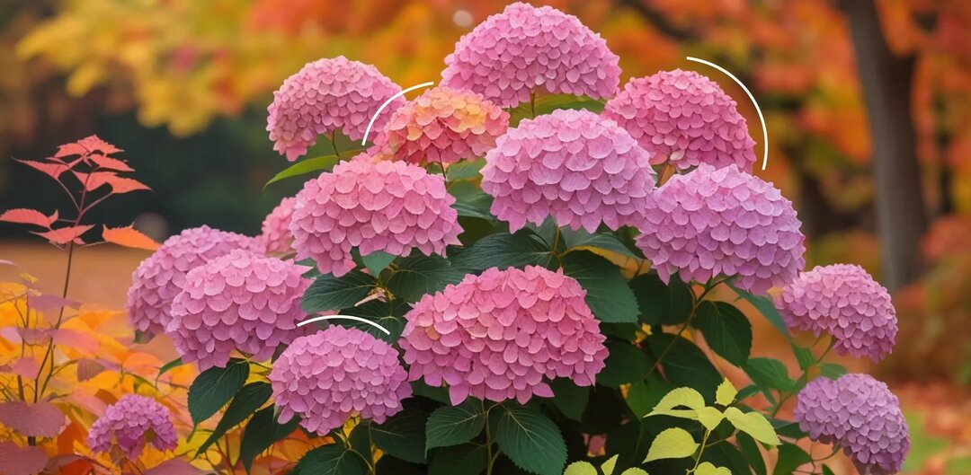 Обрезка гортензии на зиму в октябре 2025 года: как правильно проводить