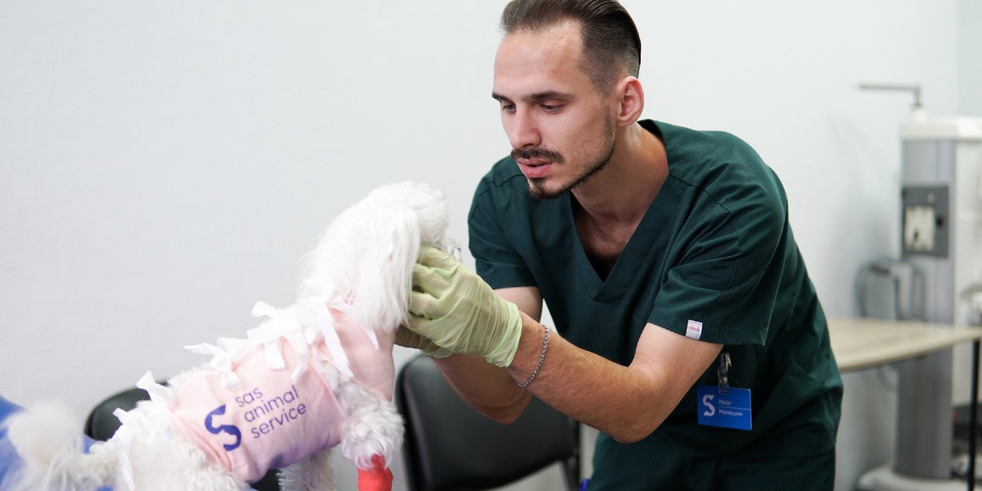 Недержание мочи у собак после стерилизации: что нужно знать владельцам