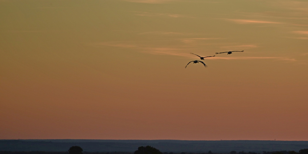 Муравьёвскому парку, дому редких птиц, нужна защита от пожаров: Фонд защитников природы помогает